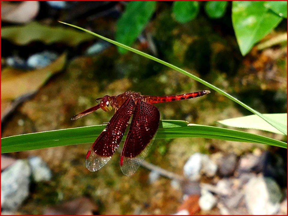 19Feb2019 dragonfly