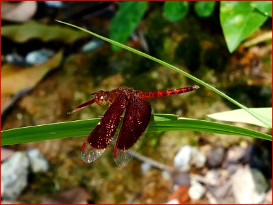 19Feb2019 dragonfly