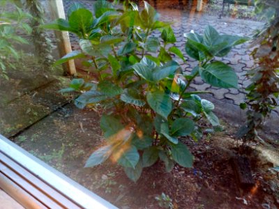 Planta