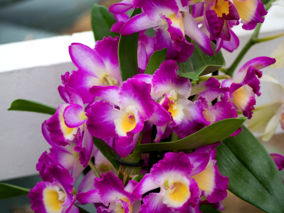 Kew Orchids March 2018 005
