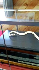 Kikko Park; White Snake Museum
