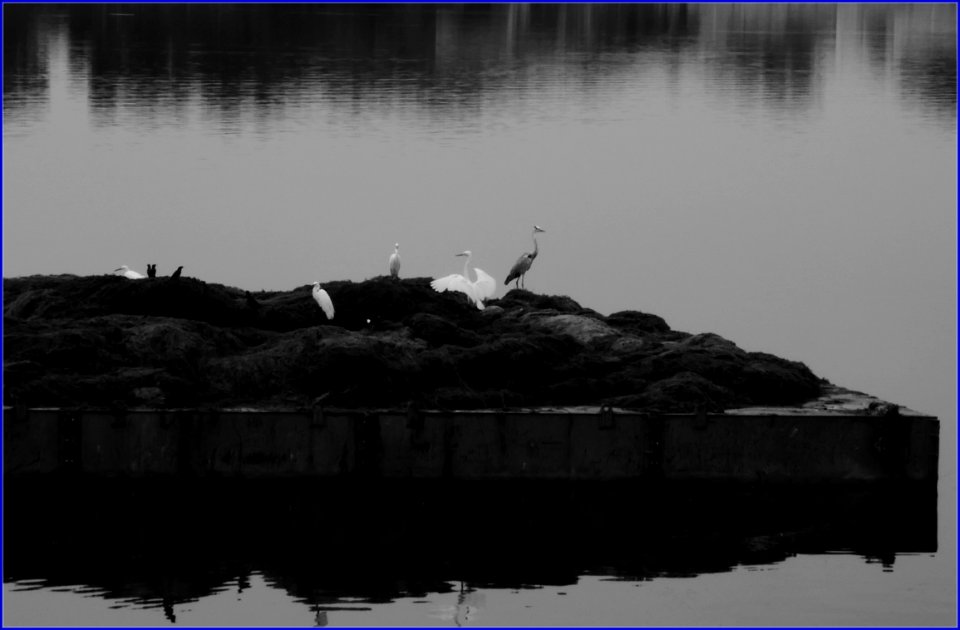 birds waiting for food