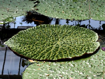 Kew Gardens 7 July 2018 045