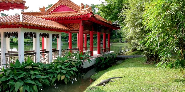 lizard having sun tan @ chinese garden photo