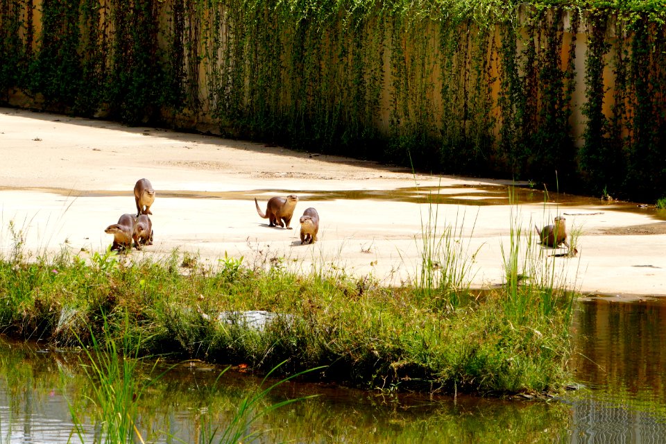 otters exploring the dry land