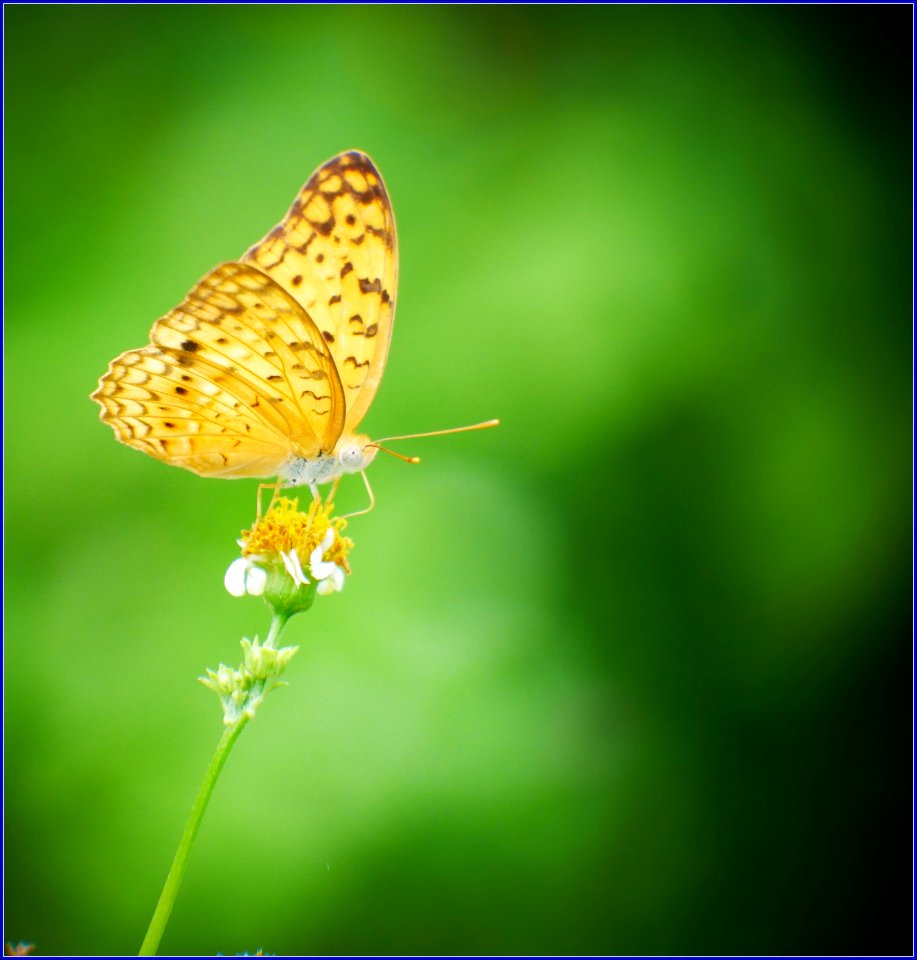 flower and pollinator