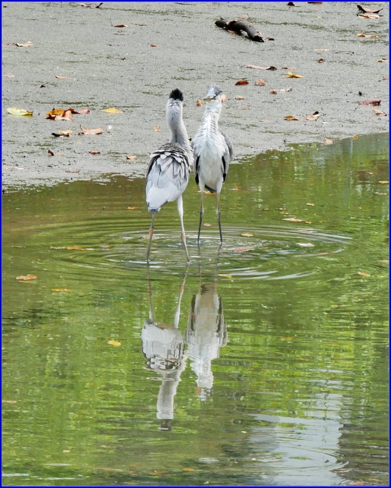 birds @ pasir ris park - square off