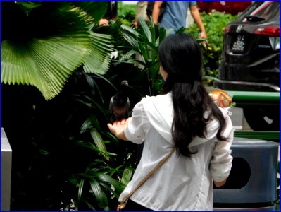 23Jan2019 - pigeon sitting on her hand as it was tempted by a piece of ice cream