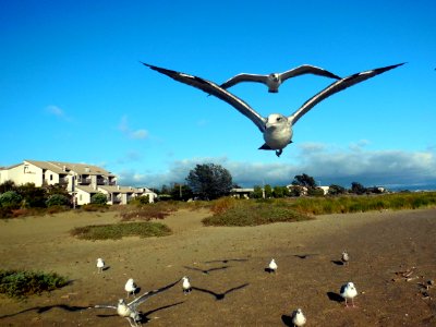 Alameda-summer beach