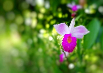 pinky flower
