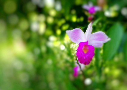 pinky flower photo