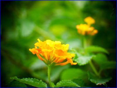 03Feb2019 - yellow flowers photo