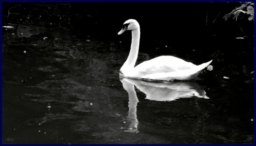 botanic gardens - swan photo