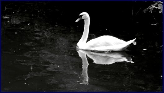 botanic gardens - swan