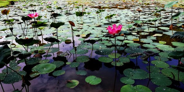 AMK town garden west - lotus pond photo