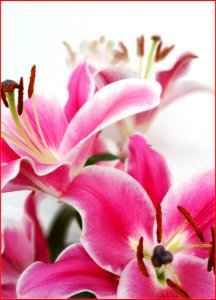 pink lilies