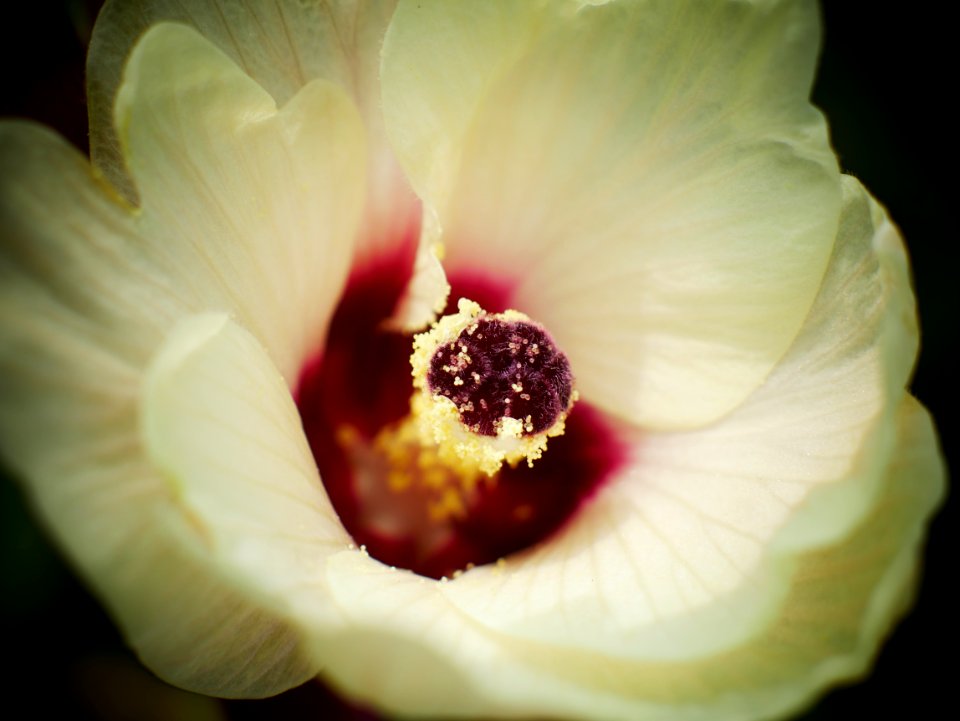 okra or ladyfinger flower