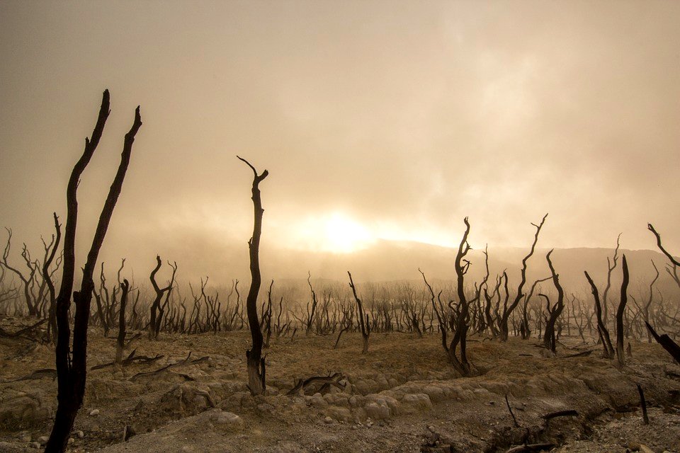 dead-trees-947331 960 720
