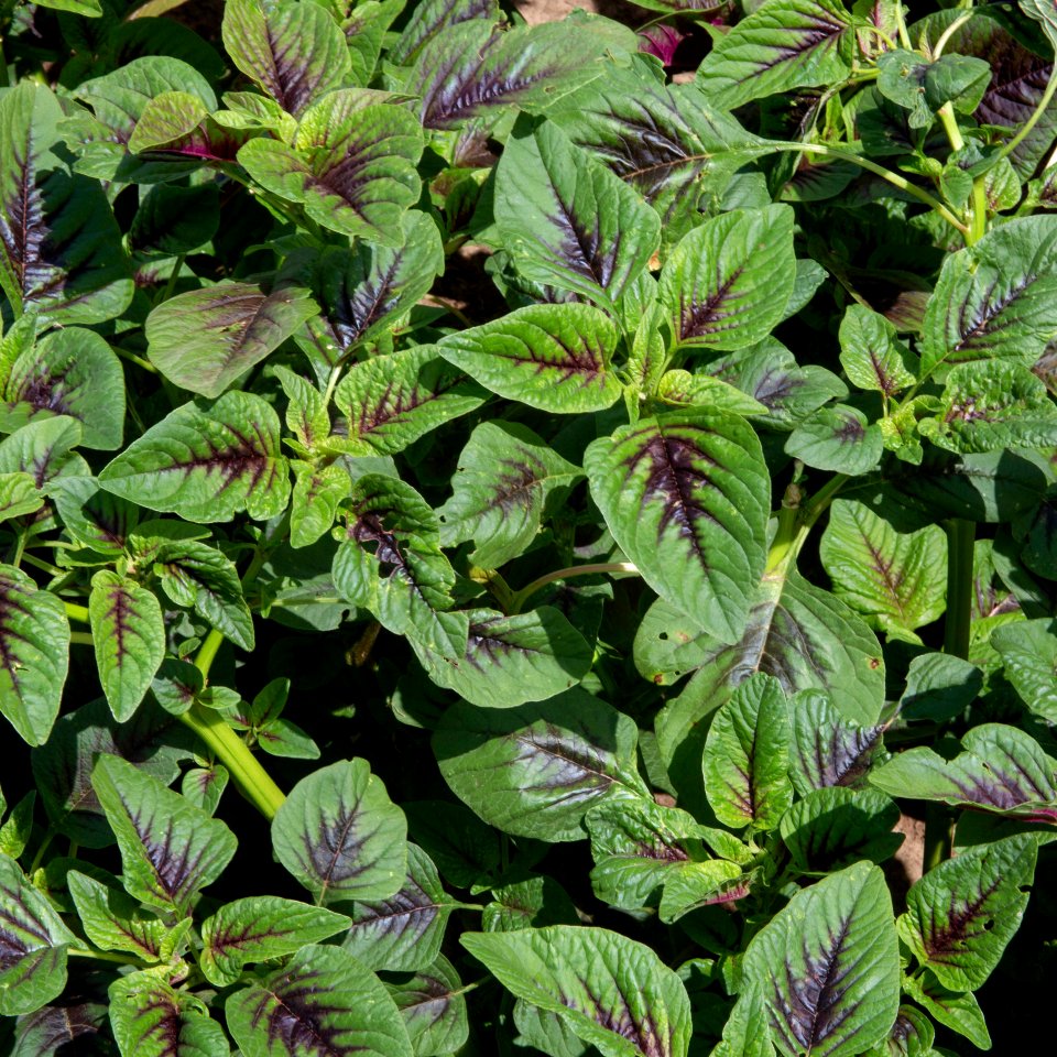 Vegetable Amaranth