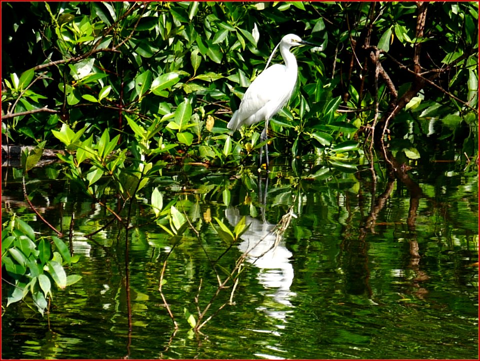 pasir ris park - haven for birds