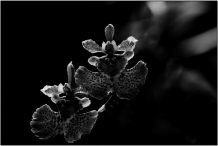 playing with light - dancing orchids