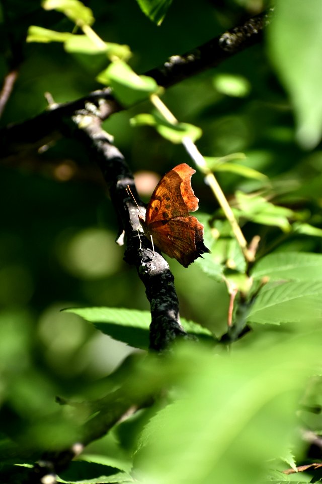 Question Mark Butterfly
