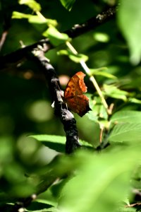 Question Mark Butterfly