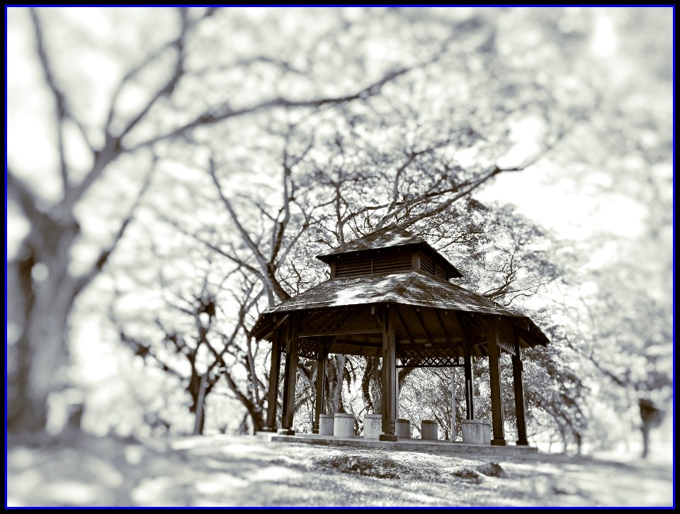 wooden shelter @ pasir ris park
