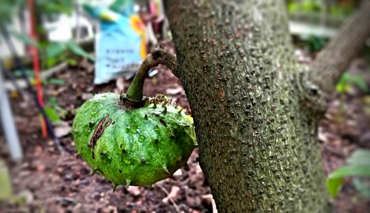 local fruit - soursop