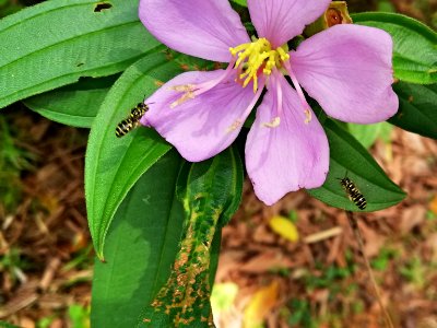 bees flying towards flowers
