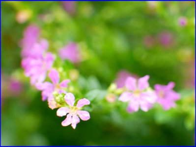 pink flowers