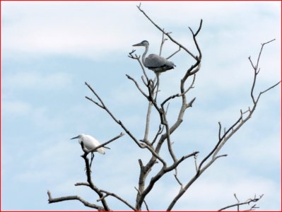 pasir ris park - - haven for birds