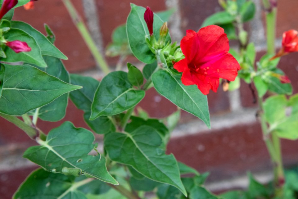 Mirabilis jalapa flower