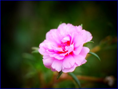 26Jan2019 - pink moss rose purslane flower photo