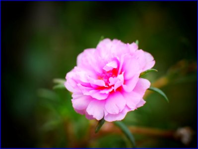 26Jan2019 - pink moss rose purslane flower