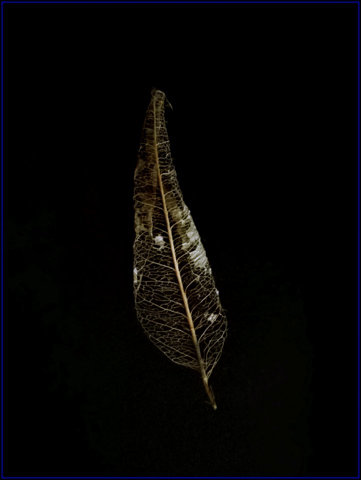 dried leaf photo