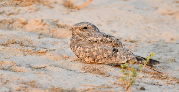 Egpytian Nightjar-6