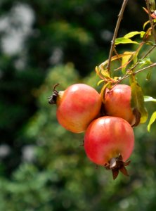 pomegranates2 photo