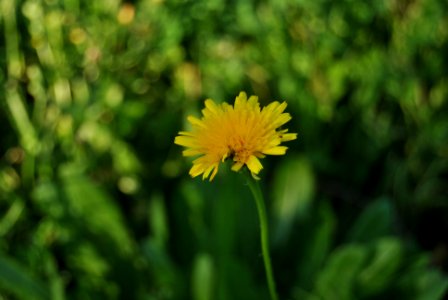 Margarita (Euryops pectinatus). Parque Miraflores (Sevilla).