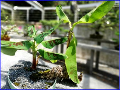 botanic gardens - bonsai banana trees photo