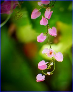 pinky beauties