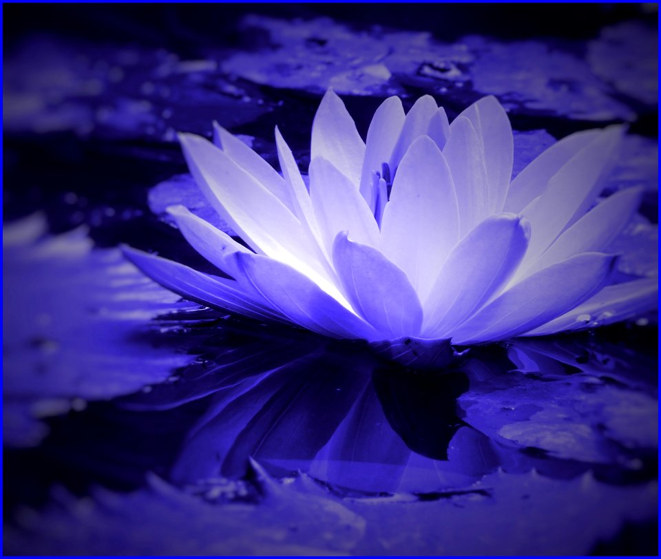 waterlily