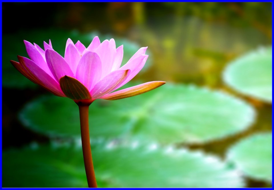 waterlily
