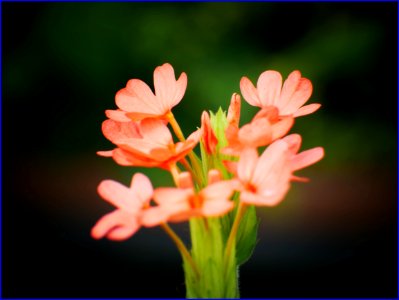 orange flowers photo