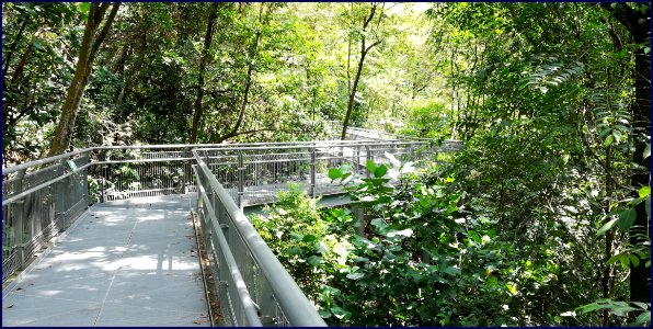 southern ridges forest walk - the walkway zig zags along the forest photo