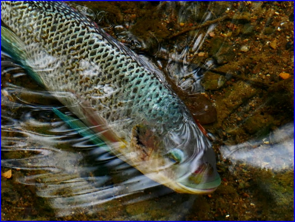 28Jan2019 - fish in shallow river, maybe due to hot weather