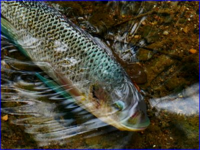 28Jan2019 - fish in shallow river, maybe due to hot weather