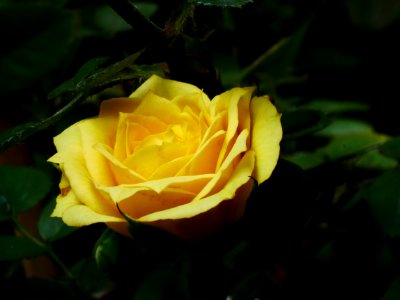 the rose photo