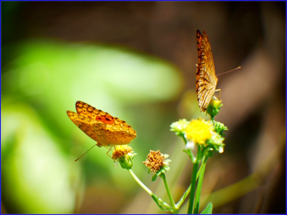 flower and pollinator