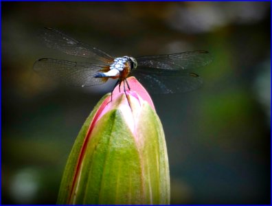 dragonfly on waterlily photo